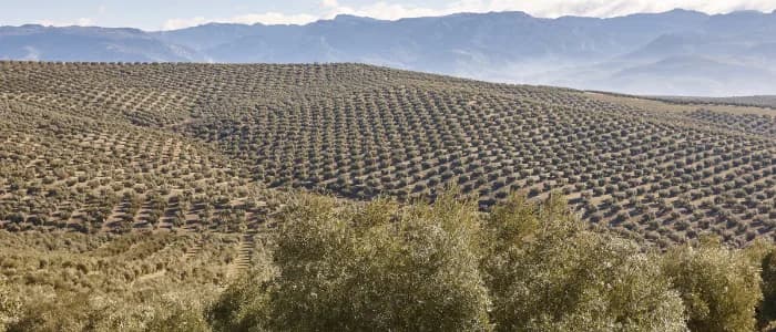 Olive groves covering the hills of Jaén province, with the Sierra rising behind