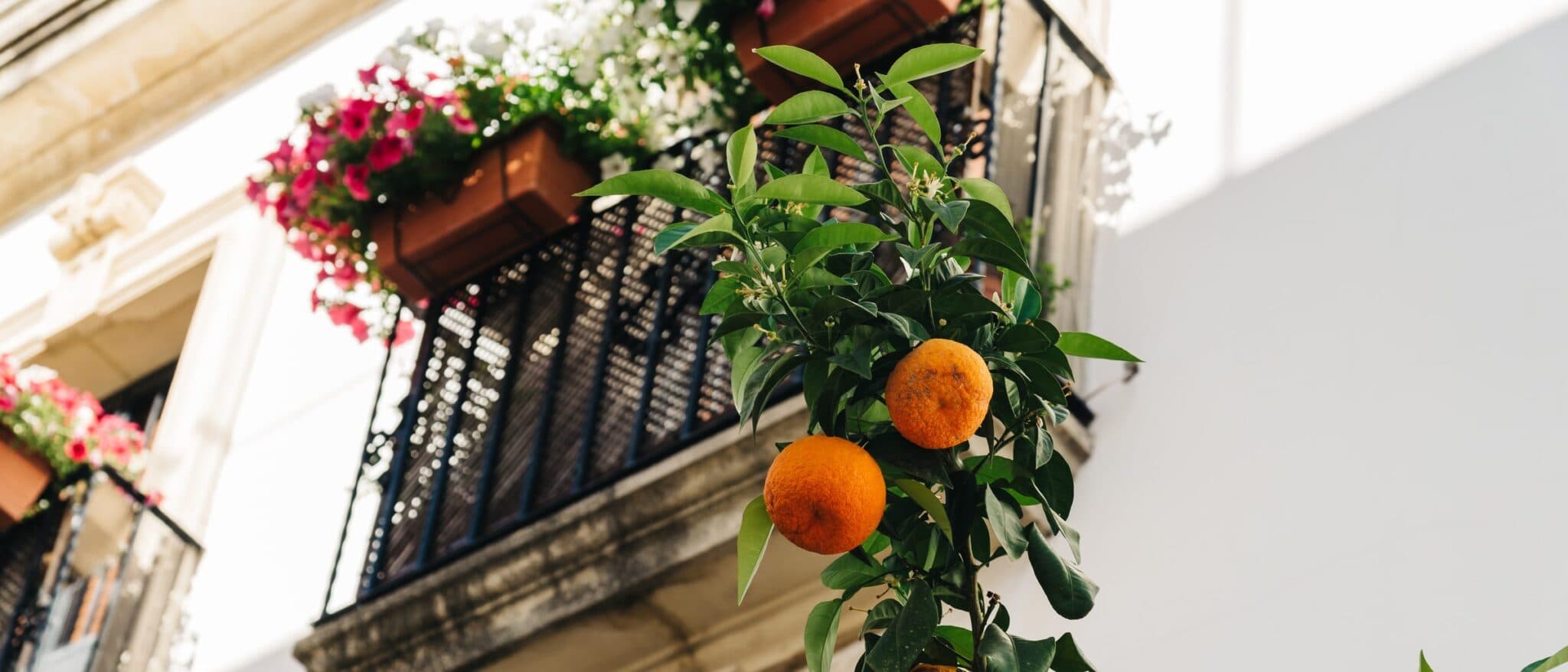 An orange tree against a balcony hung with flowerpots