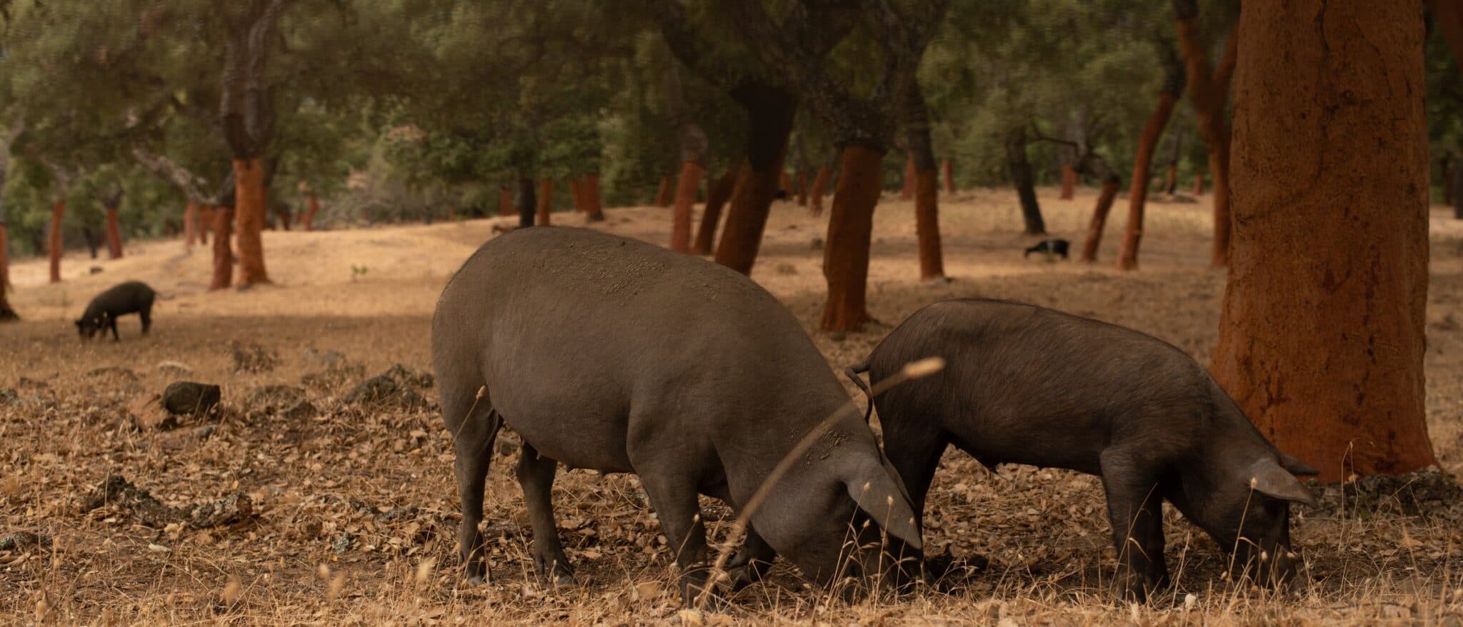 Black Iberian pigs grazing under stripped cork oaks in the dehesa