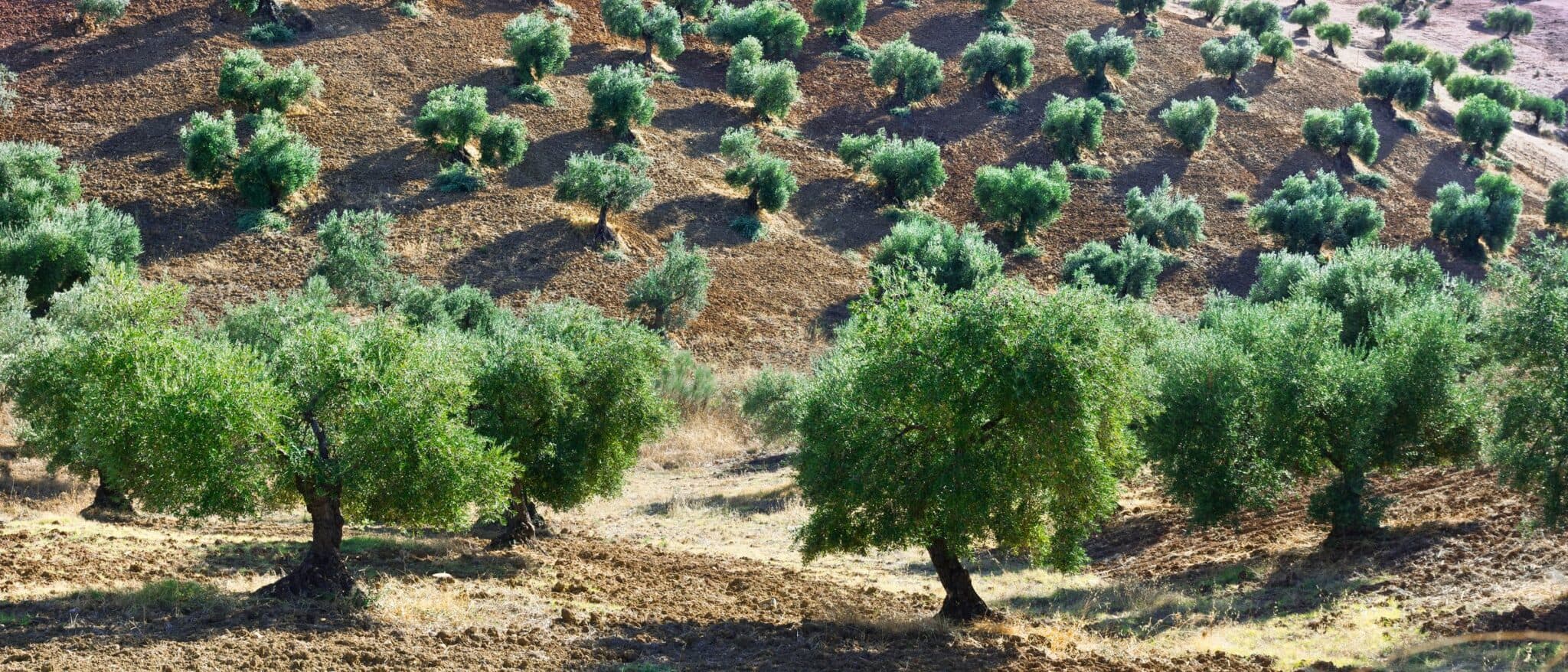 Old olive trees on a ploughed Andalusian hillside, low autumn sun throwing long shadows across the grove