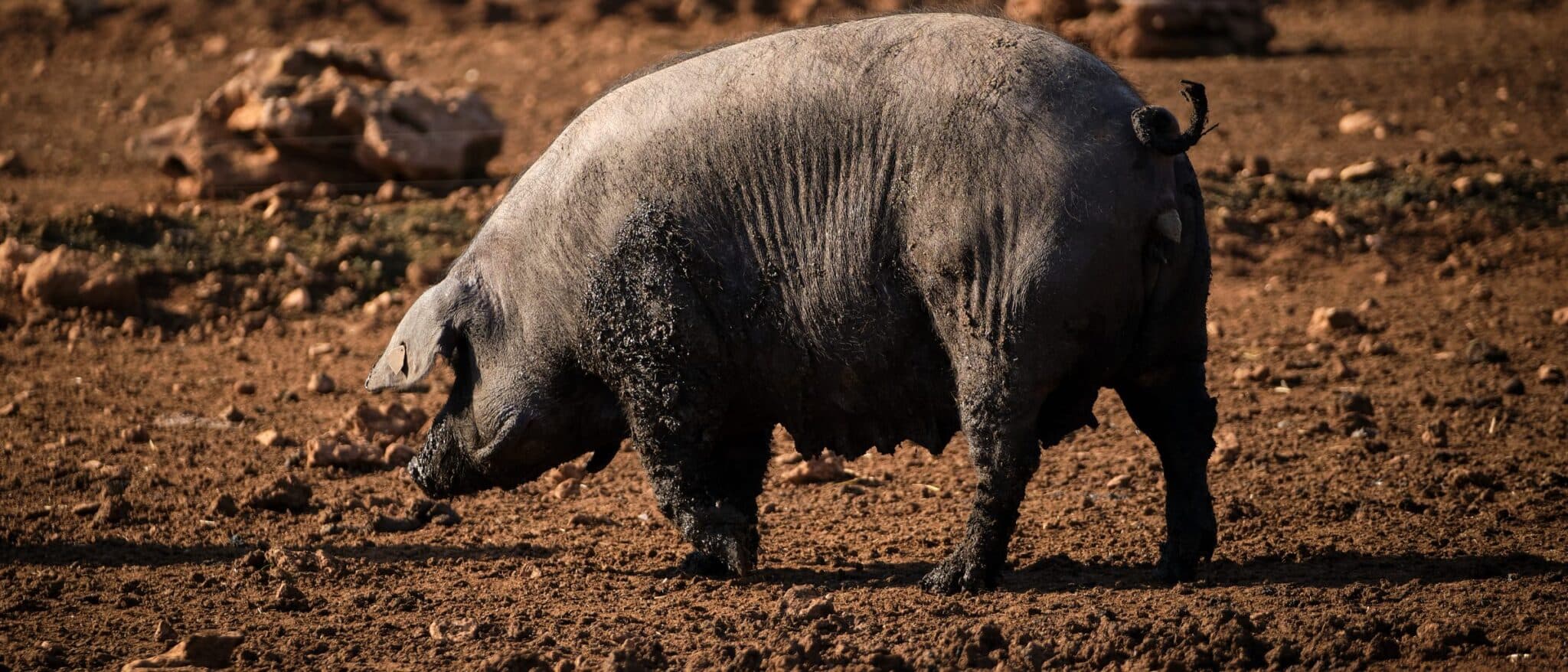 A black Iberian pig foraging on red earth, with others resting in the shade behind