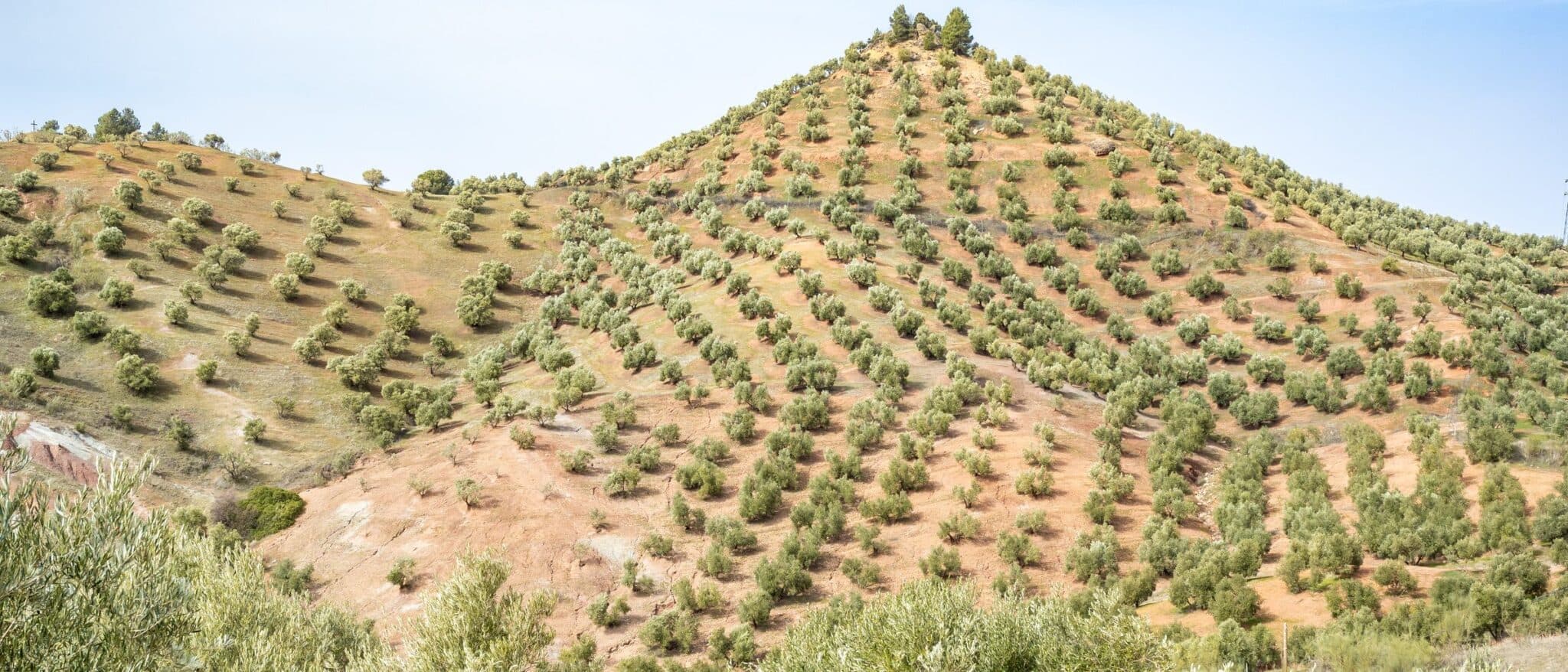 A hill planted from base to summit with rows of olive trees, Jaén province