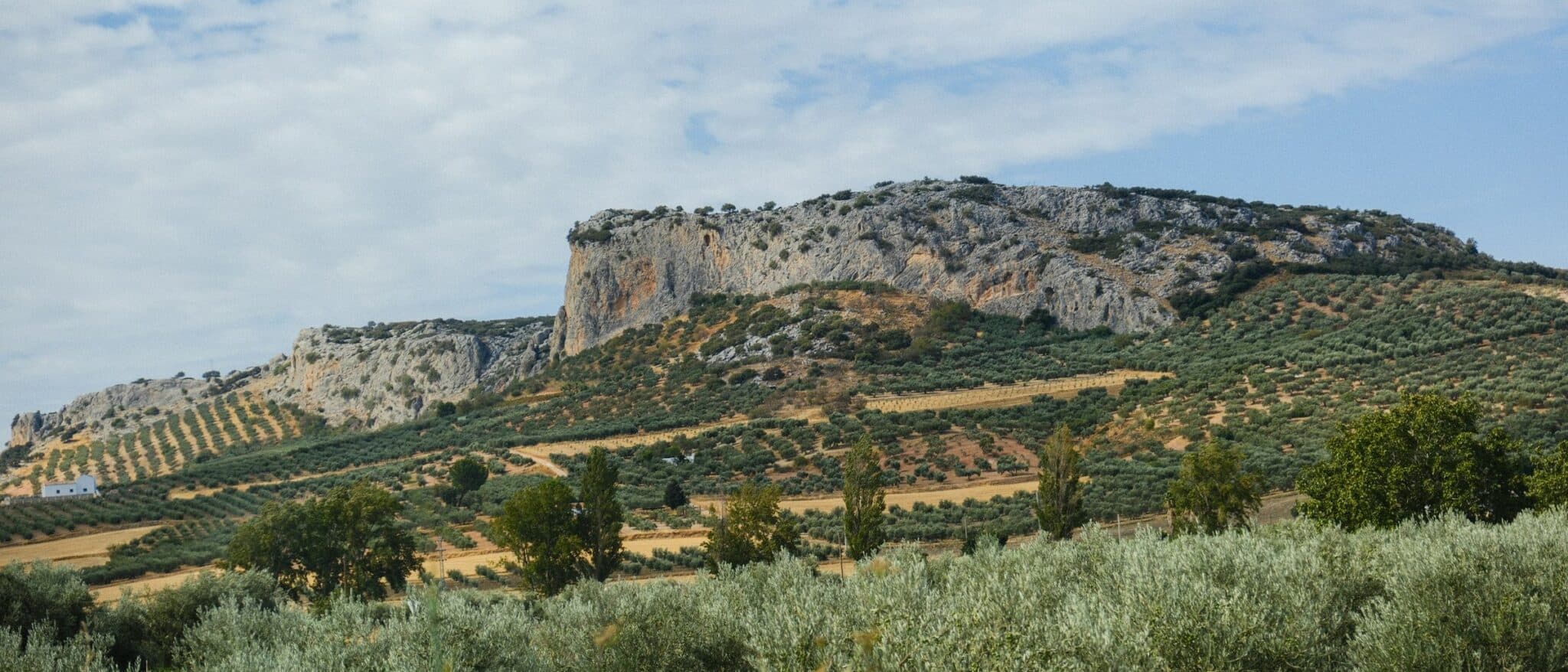 Olive trees on a hillside below a rocky mountain in Andalucía