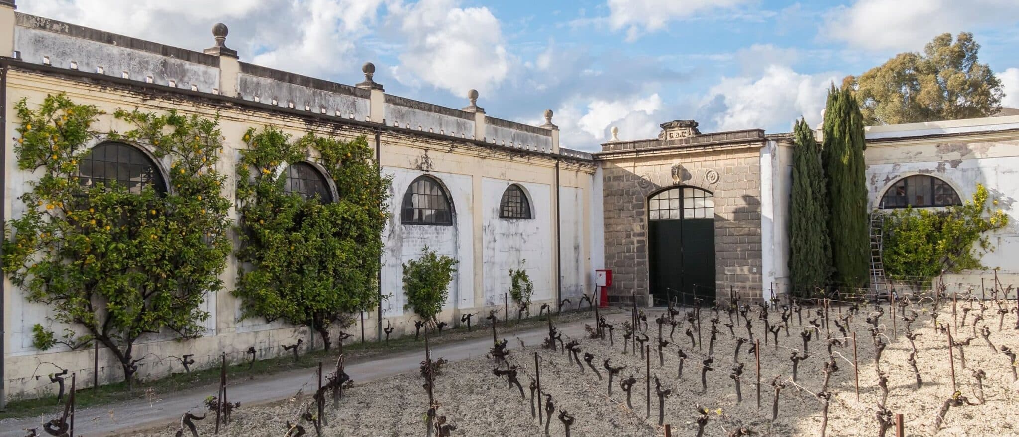 An old sherry bodega with orange trees trained along its wall and pruned vines in white albariza soil