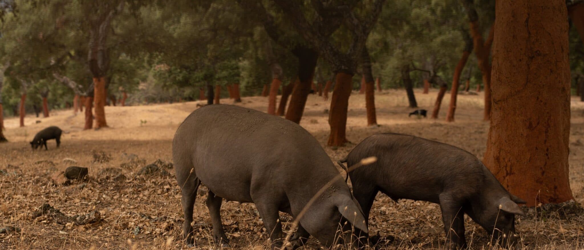 Black Iberian pigs foraging for acorns under cork oaks in a Spanish dehesa