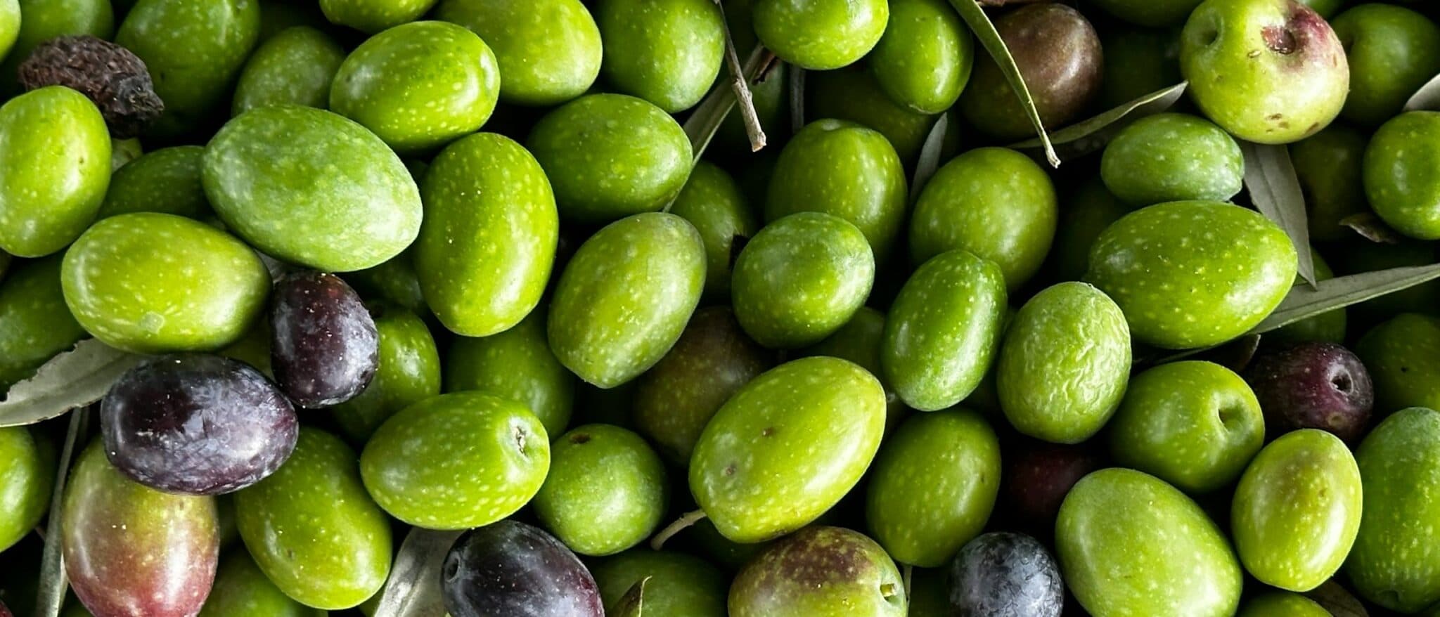 A pile of freshly picked olives ready for milling into oil