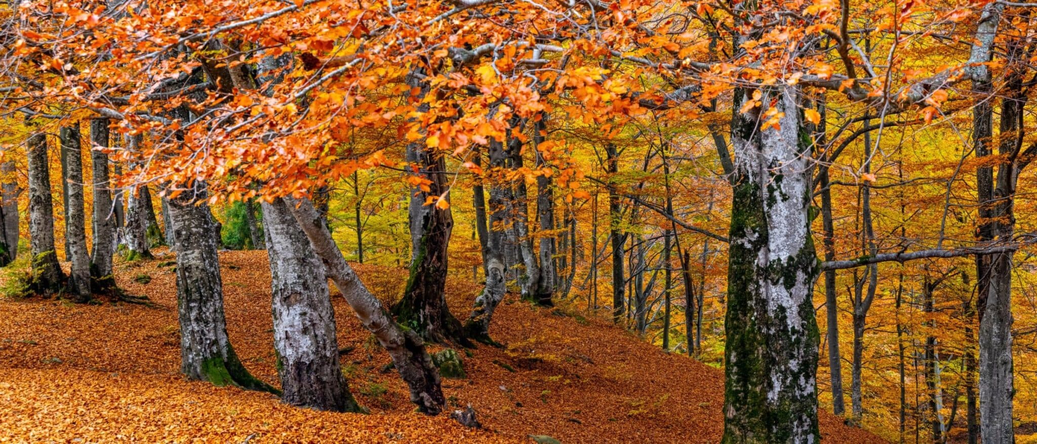 A deciduous forest in full copper and gold autumn colour with deep leaf litter underfoot