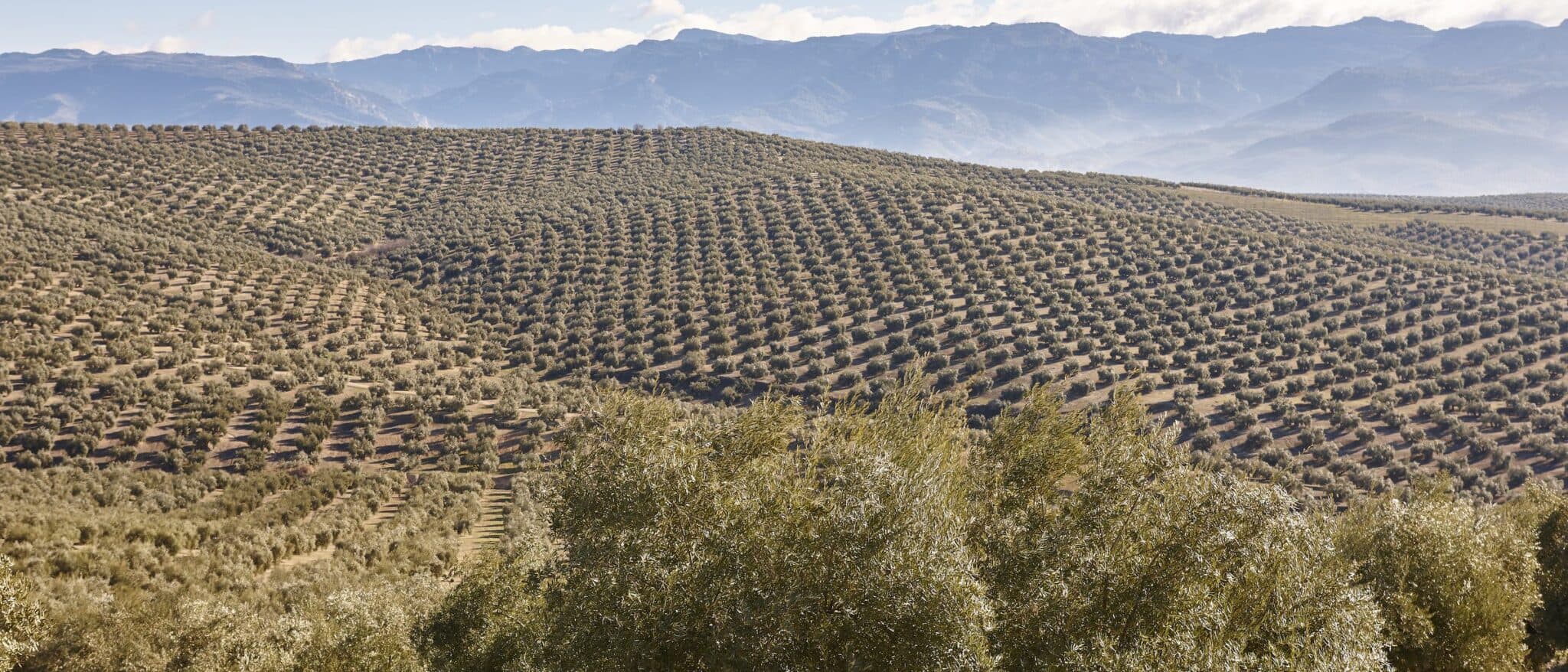 Olive groves covering the hills of Jaén province, with the Sierra rising behind