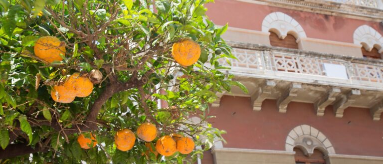 Orange trees in fruit in a city park in Andalucía